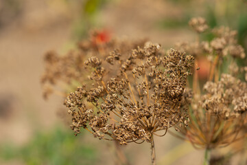 Wall Mural - caraway in the garden