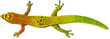 Gecko sur fond blanc 