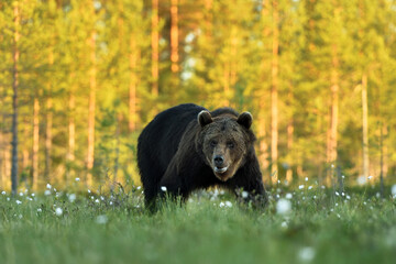 Wall Mural - brown bear on a sunny forest background