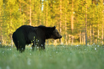 Wall Mural - brown bear on a forest background