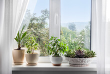 Window With White Tulle And Potted Plants On Windowsill