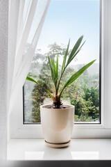 Wall Mural - Potted young date palm plant on the windowsill in the room