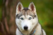 Purebred Siberian Husky dog with blue eyes in collar, Siberian Husky dog face close up outdoor