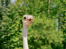 The Ostrich Opens Its Mouth And Prepares To Eat The Insect