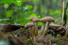 Group Of Edible Wild Mushrooms - Honey Agaric. Family Of Mushrooms. Fairy Forest, The Soft Moss