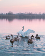 Swans Family Swims In The Water In Sunrise Time. White Swan With Open Wings And Little Chicks In Pink River Water On Morning Time. Animal Photography