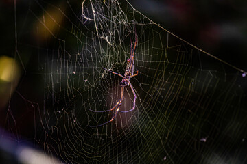 spider on the web