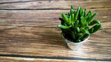 Fototapeta Tulipany - the houseplant Crassula ovata Gollum grows in a small metal pot on a wooden table