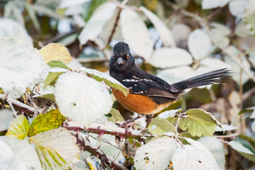 Wall Mural - A spotted towhee standing on a blackberry cane with its tail erect and looking into the point of view