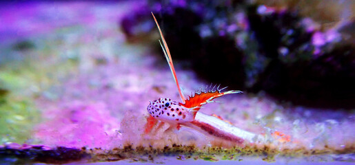 Poster - Rare image of Spike-fin Flaming Prawn Goby - Discordipinna griessingeri