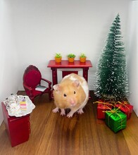 Cute Syrian Hamster Drinking Tea By The Christmas Tree