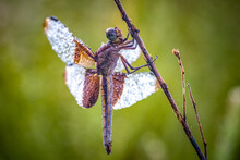 A Female Widow Skimmer (Libellula Luctuosa) Paitiently Waits For The Sunshine To Dry All The Dew Droplets. Raleigh, North Carolina.