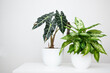Tropical plant alocasia and dieffenbachia on a white table. Home floriculture concept.