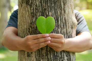 Wall Mural - Man hugging tree bark and holding heart-shaped leaves CSR ,ESG, Eco green sustainable living, environmental, social and corporate governance. earth day, world environment day, responsible consumption,