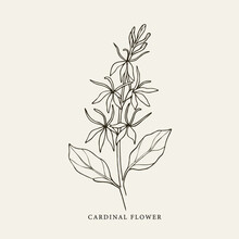 Hand Drawn Cardinal Flower Illustration