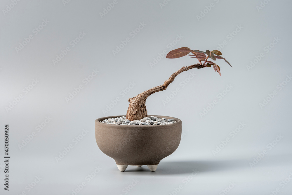 feng shui bonsai Feng Shui Bonsai Brilliance  The Artment