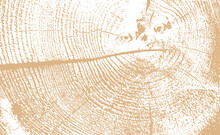 Circular Wood Grain Texture Vector Illustration Background