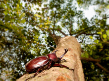 Closeup Rhinoceros Beetle, Rhino Beetle, Hercules Beetle, Unicorn Beetle
