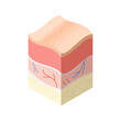 Skincare medical concept. Problems in cross-section of human skin horizontal layers structure. Anatomy illustrative model
