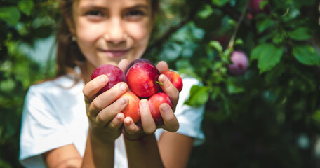 Wall Mural - The child is harvesting plums in the garden. Selective focus.