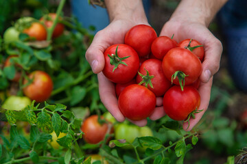 Wall Mural - A male farmer harvests tomatoes in the garden. Selective focus.