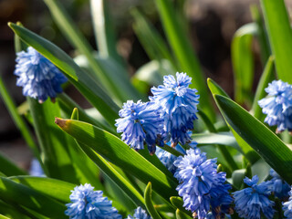 Group of lovely, compact china-blue grape hyacinths (Muscari azureum) with long, bell-shaped flowers in early spring