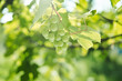 © VICHIZH - green grapes leaves nature summer organic natural product