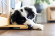 Puppy Border Collie dog bites furniture at home