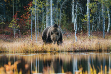 Wild Brown Bear In Finland Wetlands