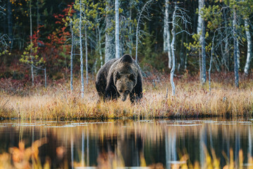 Wild brown bear in Finland wetlands