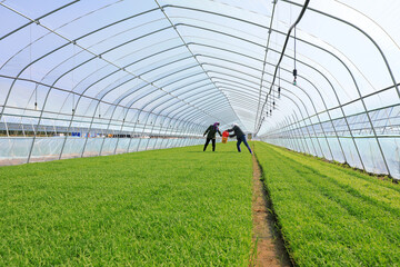 Wall Mural - farmers work in rice seedbeds on a farm, North China