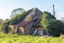 Barn Conversion. Old Dilapidated Brick Farm Building Covered In Vegetation.