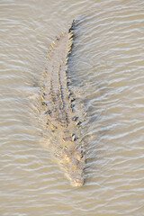 Wall Mural - feather on sand, photo as a background