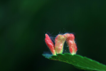 Galls on elm leaves in the wild