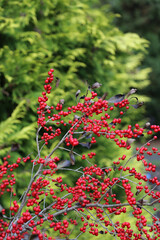 Canvas Print - bright red winterberries (ilex verticillata) on bare branches