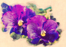 Purple Pansies Retro Card