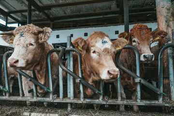 Wall Mural - Beautiful cows on a farm in Austria.