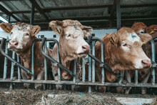 Beautiful Cows On A Farm In Austria.