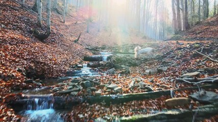 Poster - Autumn in the mountain stream full of golden leaves, Australian Shepherd dog playing in water, Beskidy, Poland