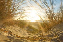 View Through Beach Grass To The Sea At Sunset