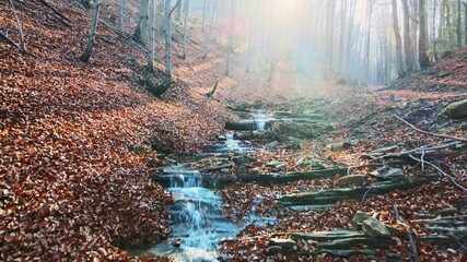 Poster - Autumn in the mountain stream full of golden leaves, Australian Shepherd dog playing in water, Beskidy, Poland