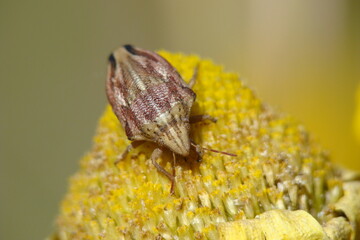 Wall Mural - Bug (Odontotarsus callosus)