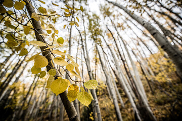 autumn leaves in the mountains