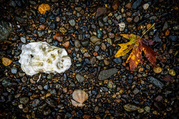 Wall Mural - stones and autumn leaf on the beach