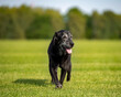 © Юлия Мальсагова - Senior black labrador retriever is running