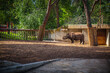 Indian rhinoceros it Madrid zoo, Spain. Picture taken – 26 September 2021.