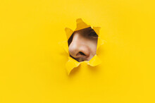The Male Big Nose Protrudes Through A Torn Hole In Bright Yellow Paper. The Concept Of Curiosity, Espionage, Sniffing, Parfume. Background, Copy Space.
