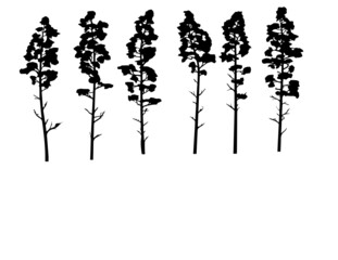 silhouettes of trees