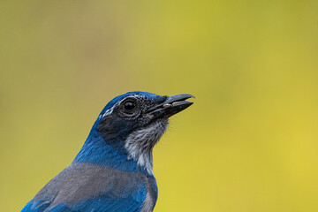 Wall Mural - Close-up of a California jay in Southern Oregon 