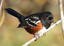 Spotted Towhee Sitting On The Branch